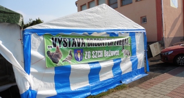 Výstava chovných zvierat 2018