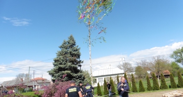 Stavanie mája  pri obecnom úrade 30.4.2023